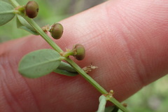 Phyllanthus evanescens