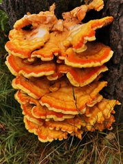 Laetiporus sulphureus
