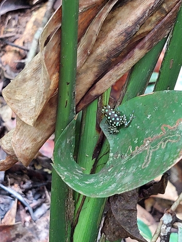 Vicent's Poison Frog, Oophaga vicentei