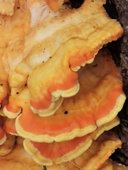 Laetiporus sulphureus