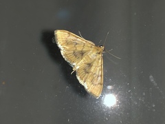 Psara dryalis