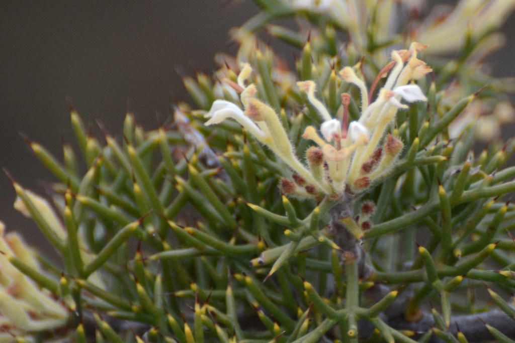 Hedgehog Hakea