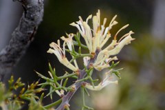 Hakea erinacea