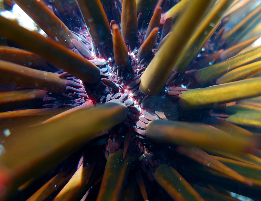 Heterocentrotus trigonarius