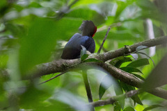 Chiroxiphia lanceolata