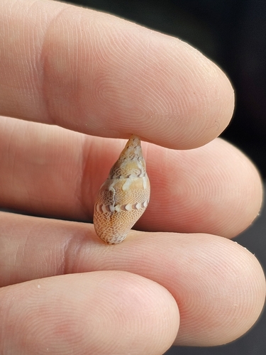 Rhombinella laevigata observed 2025-03-30