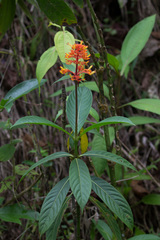 Palicourea triphylla