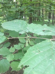Corylus avellana