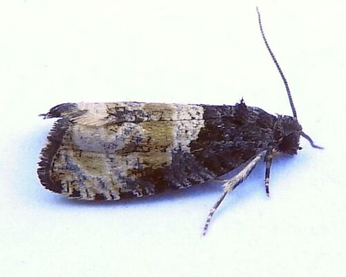 Impudent Hulda Moth photo 3