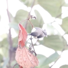 Anthreptes longuemarei