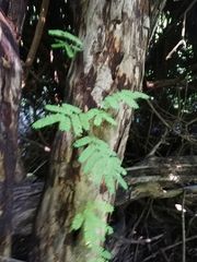 Calycophyllum candidissimum