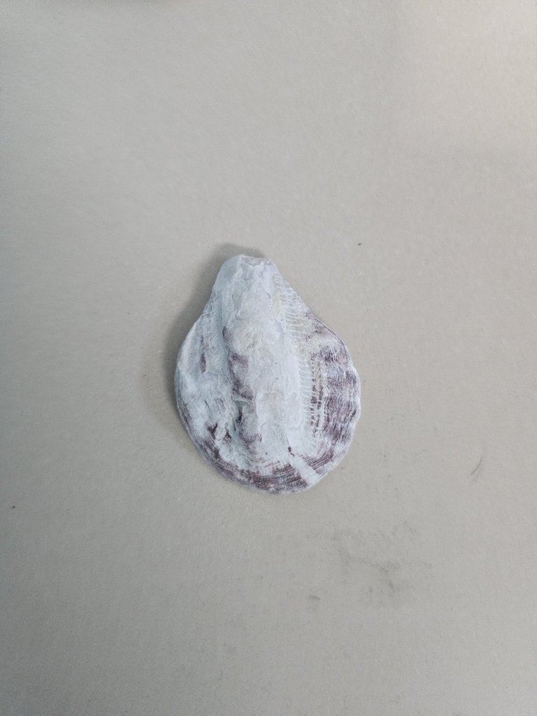 Frond Oyster