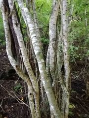 Piptadenia retusa