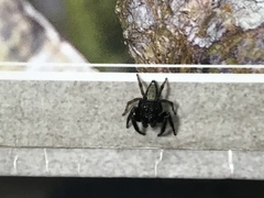 Salticidae