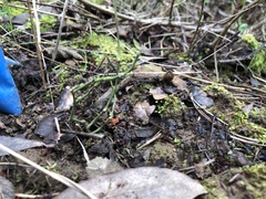 Aristolochia californica
