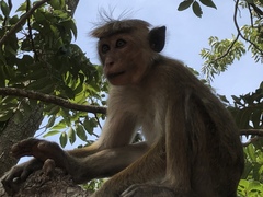 Macaca sinica