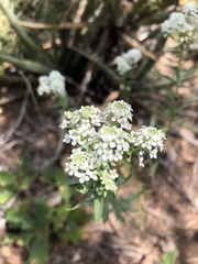 Lepidium montanum