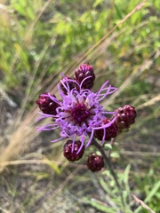 Liatris ligulistylis