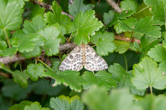 Arichanna melanaria