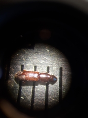 Monotomidae