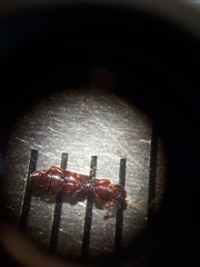 Monotomidae