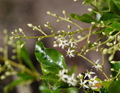 Auranticarpa papyracea