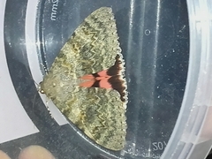 Catocala elocata