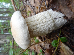 Leccinum percandidum