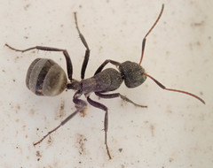 Camponotus mayri