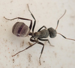 Camponotus mayri
