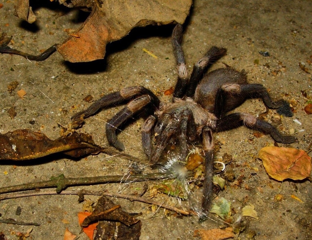 Haplocosmia
