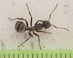 Camponotus mayri