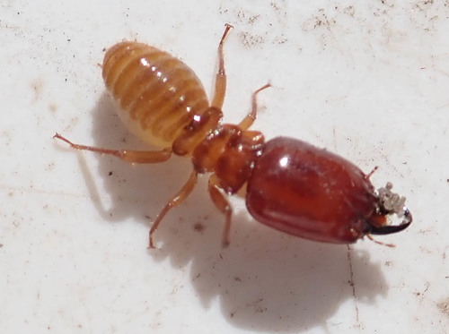 Giant Mound Termite photo 2