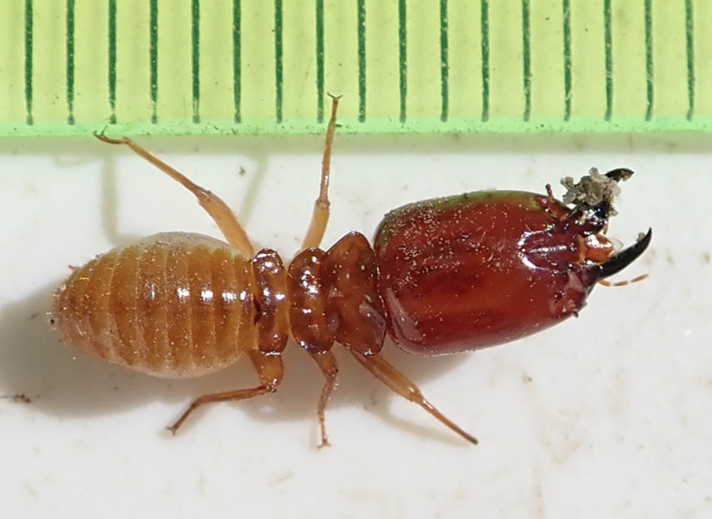Giant Mound Termite