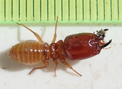 Giant Mound Termite