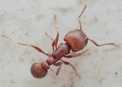 Tetramorium setuliferum