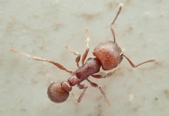 Tetramorium setuliferum