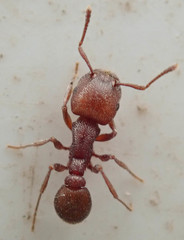 Tetramorium setuliferum