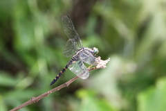 Onychothemis testacea