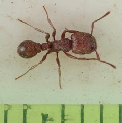 Tetramorium setuliferum