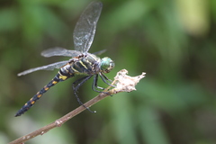 Onychothemis testacea