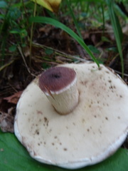 Leccinum percandidum