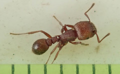 Tetramorium setuliferum