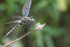 Onychothemis testacea