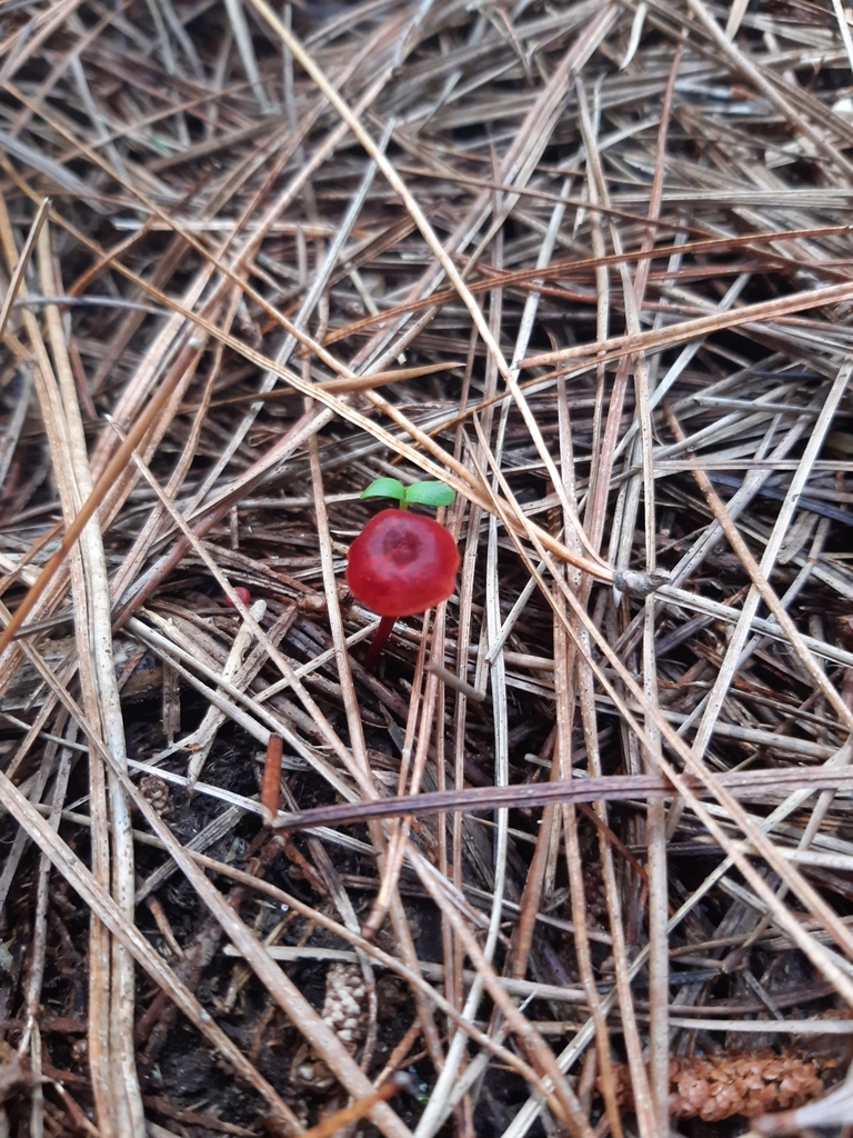 Cruentomycena viscidocruenta · March 2025 · photo: © georgecox (iNaturalist, cc0)