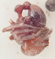 Tetramorium setuliferum