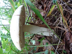 Leccinum percandidum