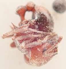 Tetramorium setuliferum