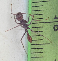 Ocymyrmex barbiger