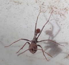 Ocymyrmex barbiger